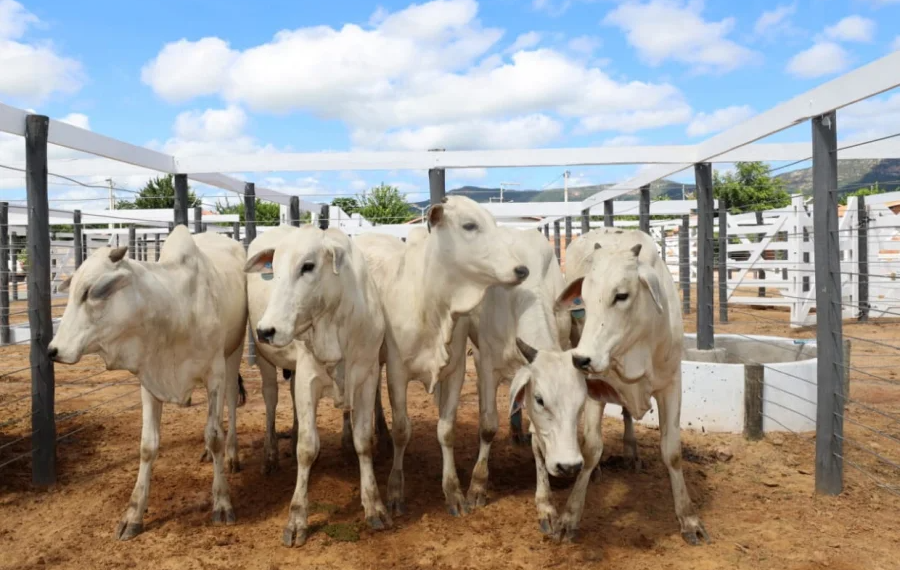 Adab prorroga prazo de declaração de rebanhos na Bahia até 17 de janeiro