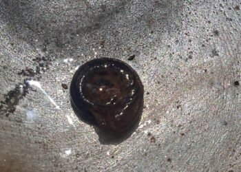 Barreiras registra casos de esquistossomose e intensifica ações de controle e conscientização em comunidade rural