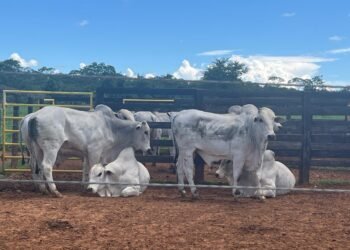 11ª Feira do Touro Nelore PO Impulsiona Pecuária em Riachão das Neves e Outros Municípios do Oeste Baiano