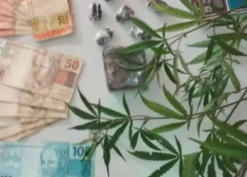 Operação Verão prende indivíduo por tráfico de drogas e cultivo de Cannabis Sativa em Formosa do Rio Preto.