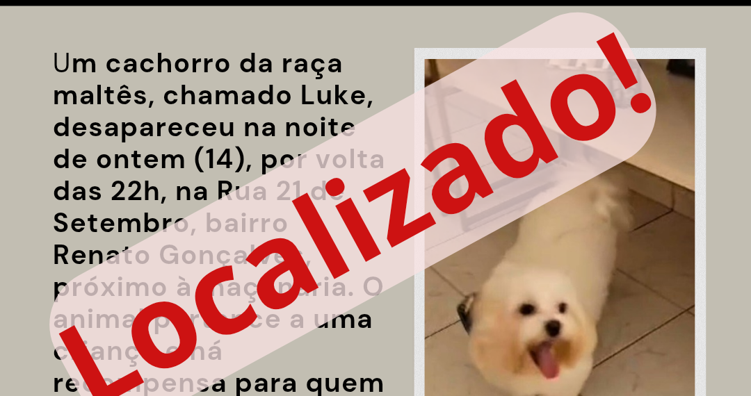 Cachorro desaparecido: recompensa para quem encontrar