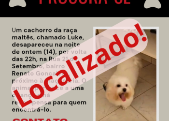 Cachorro desaparecido: recompensa para quem encontrar