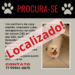 Cachorro desaparecido: recompensa para quem encontrar