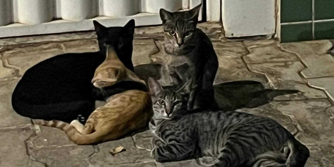 Cresce número de gatos de rua e moradores reclamam da sujeira deixada por cães em praças de Barreiras