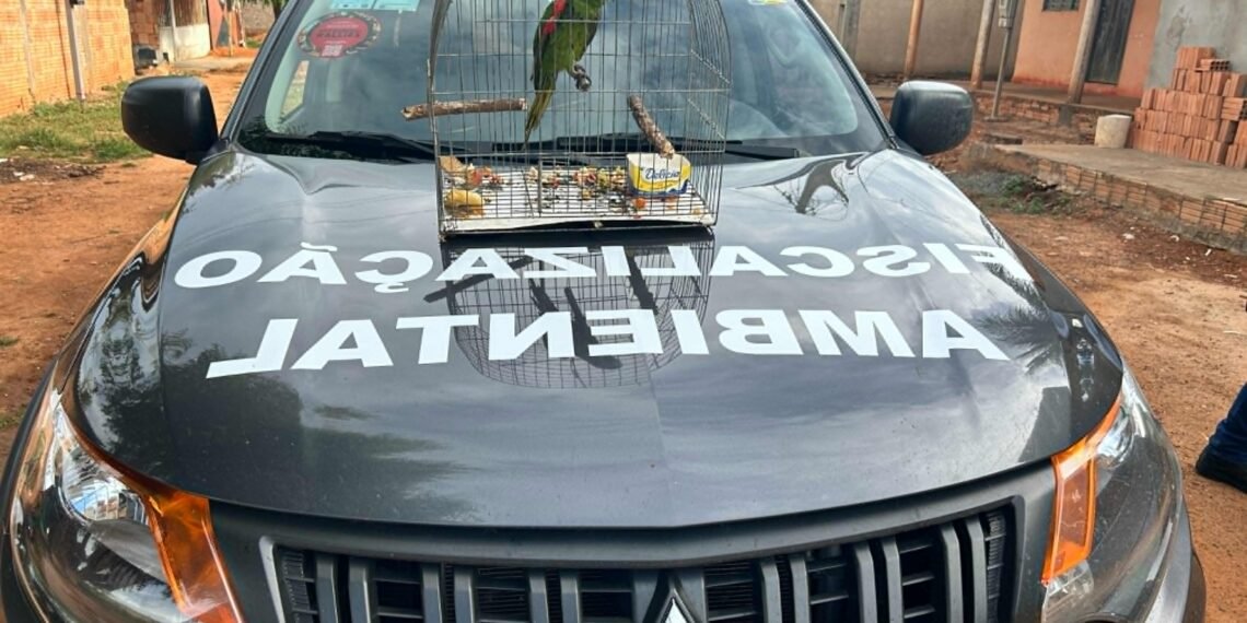 Secretaria de Meio Ambiente resgata maracanã-guaçu vítima de maus-tratos no distrito de São José