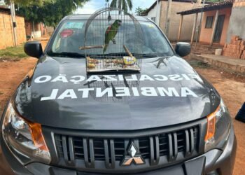 Secretaria de Meio Ambiente resgata maracanã-guaçu vítima de maus-tratos no distrito de São José