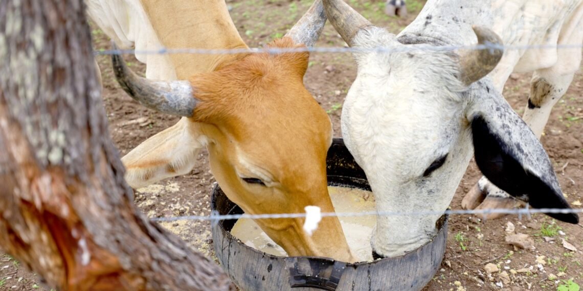 Entrega de milho e outras ações emergenciais ajudam agricultores do interior baiano a enfrentarem consequências da seca