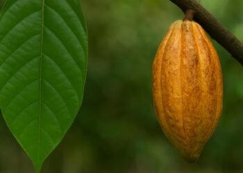 Riachão das Neves fortalece a agrofruticultura com plantio simbólico de mudas de cacau após a IV Edição da Cacauicultura 4.0