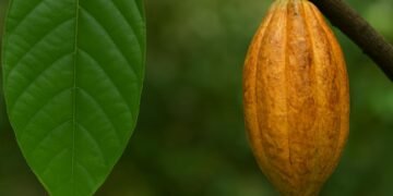 Riachão das Neves fortalece a agrofruticultura com plantio simbólico de mudas de cacau após a IV Edição da Cacauicultura 4.0