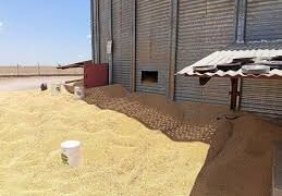 Trabalhador morre após cair em silo de soja em fazenda na Bahia; colega de trabalho sobreviveu