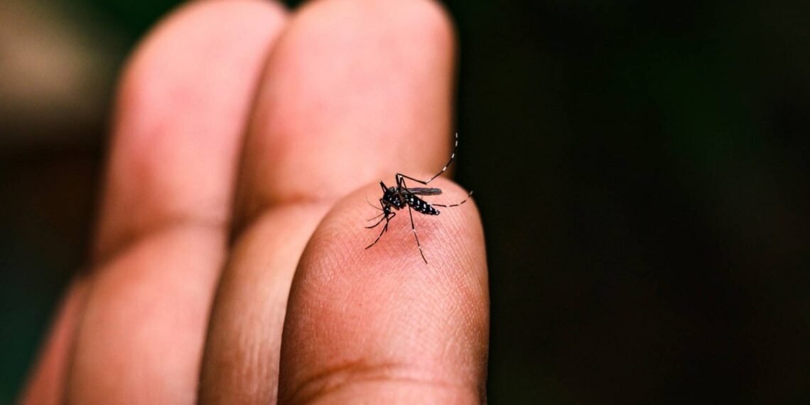 Campanha nacional reforça combate à dengue e marca Dia D de prevenção em 8 de novembro