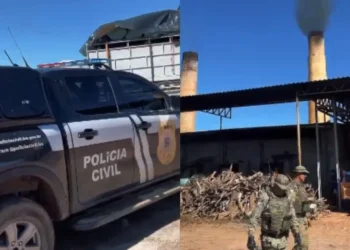 Polícia Civil incinera 4,5 toneladas de maconha em operação em Xique-Xique