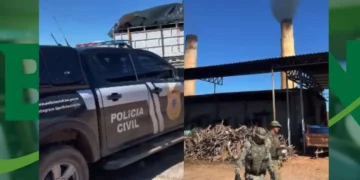 Polícia Civil incinera 4,5 toneladas de maconha em operação em Xique-Xique