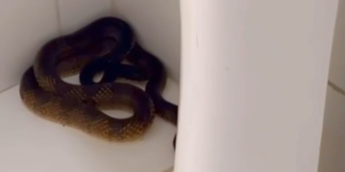 Bombeiros resgatam cobra no Hospital do Oeste, em Barreiras