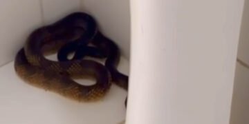 Bombeiros resgatam cobra no Hospital do Oeste, em Barreiras