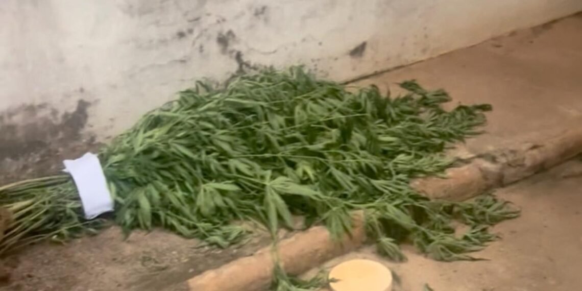 RONDESP PRENDE DUPLA ACUSADA DE TRÁFICO DE MACONHA