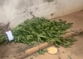 RONDESP PRENDE DUPLA ACUSADA DE TRÁFICO DE MACONHA