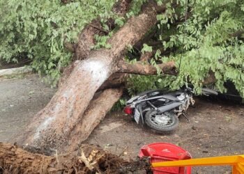 Pé de tamarindo cai e atinge veículos no bairro Parque Santa Lúcia, em Barreiras