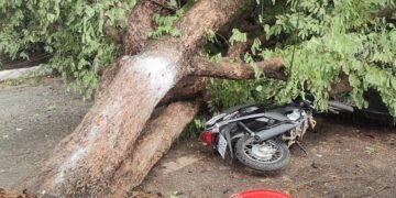 Pé de tamarindo cai e atinge veículos no bairro Parque Santa Lúcia, em Barreiras