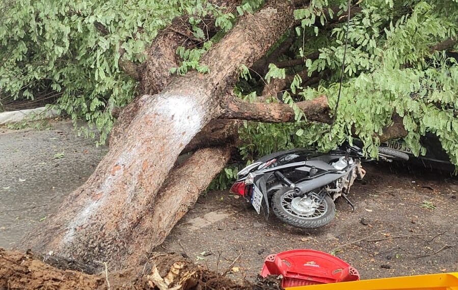 Pé de tamarindo cai e atinge veículos no bairro Parque Santa Lúcia, em Barreiras